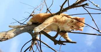 (S)kattepiner i en COVID-19-tid